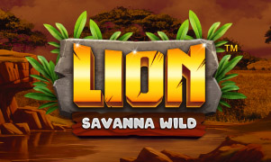 Lion Savanna Wild